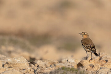 Northern wheatear or wheatear - Oenanthe oenanthe standing on sand. Photo from Ayia Napa in Cyprus. Copy space on left side.