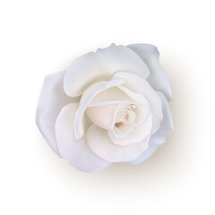 Realistic white rose, vector illustration