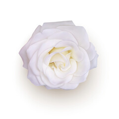 Realistic white rose, vector illustration