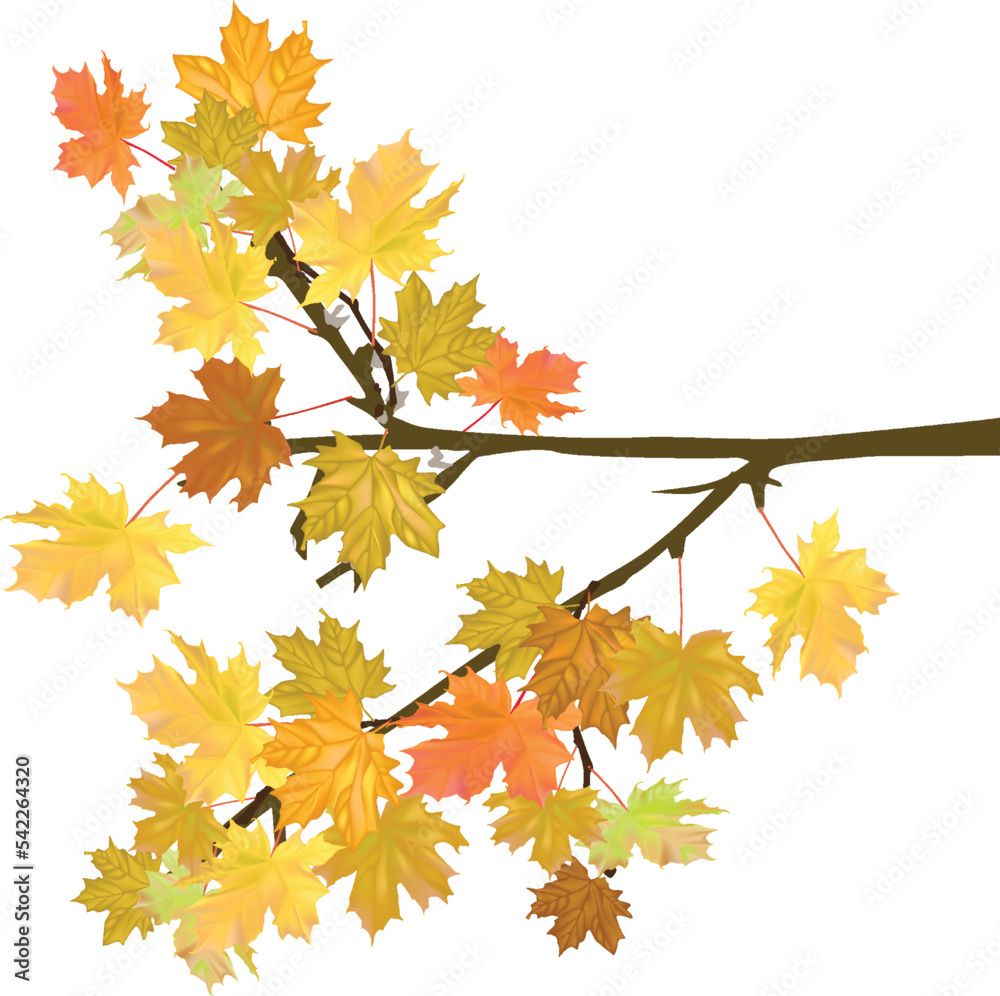 Canvas Prints golden maple tree branch isolated on white background