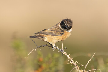 Common stonechat - Saxicola torquatus perched with light brown background. Photo from Ayia Napa in Cyprus.