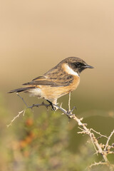 Common stonechat - Saxicola torquatus perched with light brown background. Photo from Ayia Napa in Cyprus.