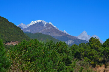 
Pine Forest and Jade Dragon Snow Mountains, Yunnan Province, China