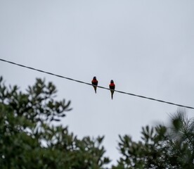 Shallow focus of two Loriini parrots perched on a wire against a gray sky