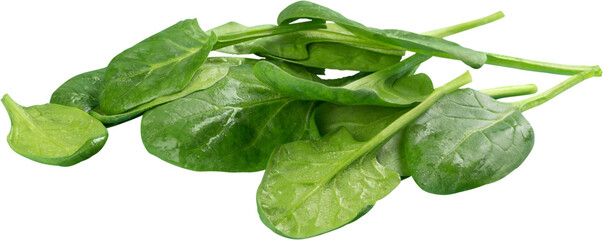 Young Spinach Leaves Isolated