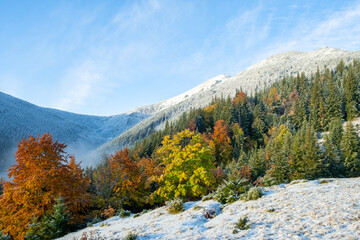 Colorful Autumn trees in mountains with first snow in sunny day. Carpathian landscape