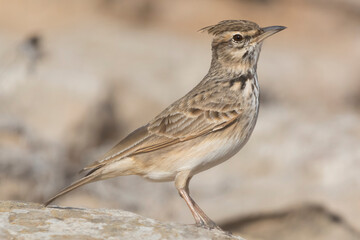 Crested lark - Galerida cristata with light brown background. Photo from Agia Napa in Cyprus.