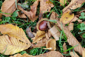 chestnut in the shell. is lying on the ground among autumn leaves