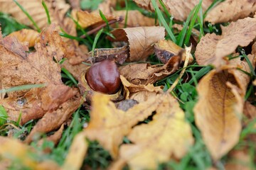 chestnut in the shell. is lying on the ground among autumn leaves