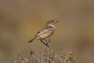 Common stonechat - Saxicola torquatus perched with light brown background. Photo from Larnaca in Cyprus.