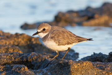 Greater sand plover - Charadrius leschenaultii with dark stone and blue water background . Photo from Paphos in Cyprus.