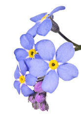 Fototapeta na wymiar blue forget-me-not four blooms small group