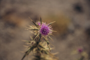 Blühende Distel