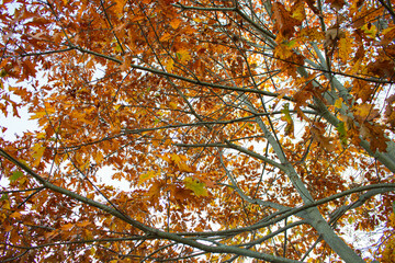 autumn leaves against sky