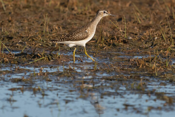 Wood sandpiper - Tringa glareola - wading in water. Photo from  Akrotiri Wetland in Cyprus.