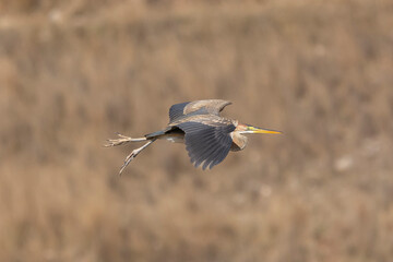 Purple heron - Ardea purpurea, in flight with light brown background. Photo from around Paphos in Cyprus.	