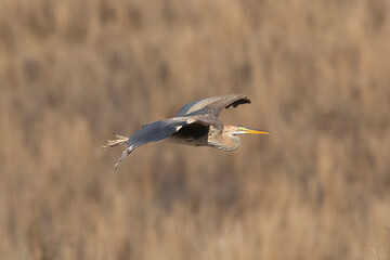 Purple heron - Ardea purpurea, in flight with light brown background. Photo from around Paphos in Cyprus.