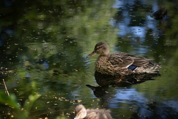 Closeup shot of the duck swimming in the lake