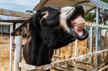 A funny donkey showing its teeth