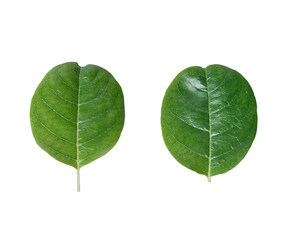 Green leaves close up