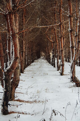rows of pine forest in winter