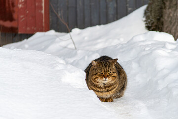 Fluffy bright cat sitting on the snow