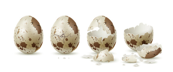 Realistic cracked quail egg. Whole and broken variegated shell, textured eggshell pieces, fresh farm diet product, hatching stages, cooking 3d isolated elements, utter vector concept