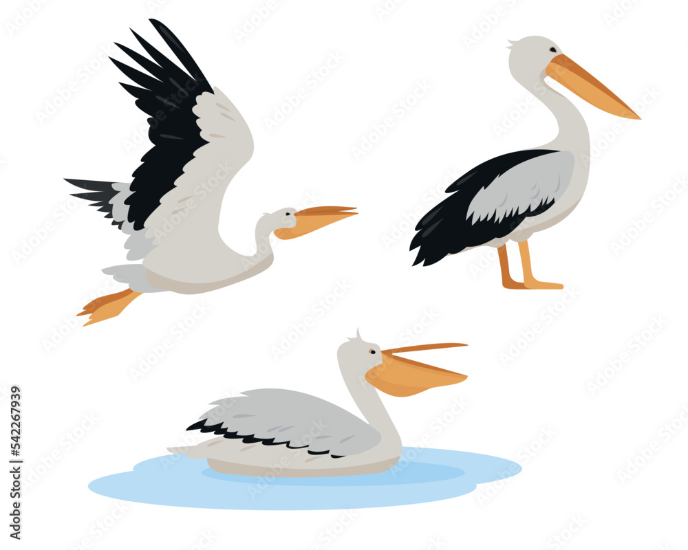 Wall mural set of white pelican birds in different poses isolated on white background. graceful pelicans icons.