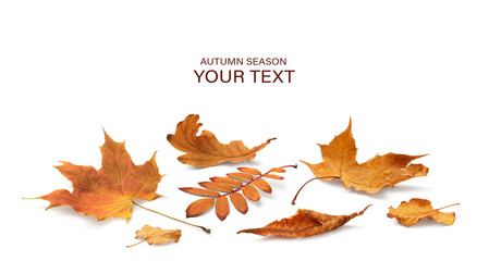 Autumn yellow orange leaves falling down Isolated on white background