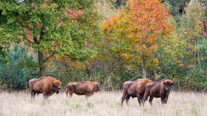 European Bison. Impressive giant wild Europan bison grazing in the autumn forest
