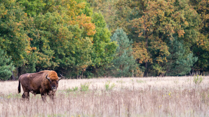 Fototapeta na wymiar European Bison. Impressive giant wild Europan bison grazing in the autumn forest 