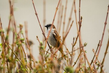 Closeup of a Eurasian tree sparrow, Passer montanus on a branch