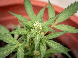 Close up photo of a top of a cannabis plant photographed from above