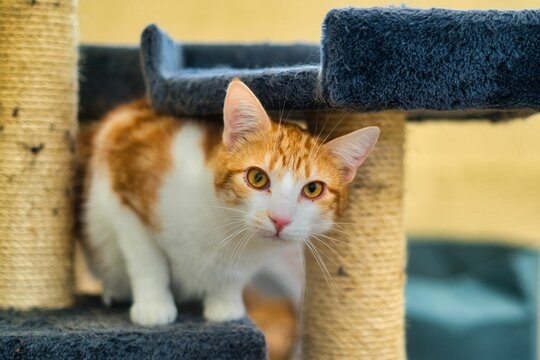 Curious Ginger Cat Looking Through Its Playground Indoors