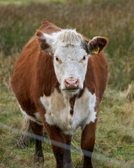 cows in tall grass