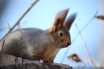 Naklejka na ściany i meble cute squirrel sitting on a stub in autumn park
