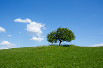 Fototapeta na wymiar Obstbaum auf Hügel
