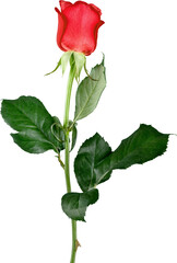 Fototapeta premium Red rose isolated on white background.