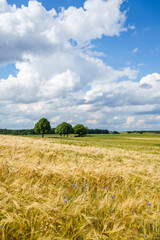 Gerstenfeld im Sommer