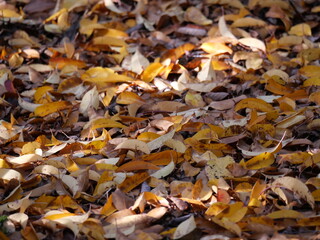 fall impression: contemplating autumn leaves wallpaper