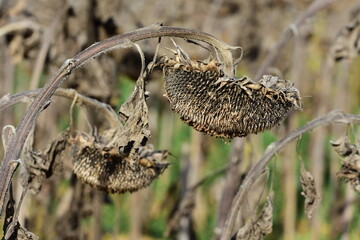 Drought and heatwave in France, in a dead sunflower field due to high heat.