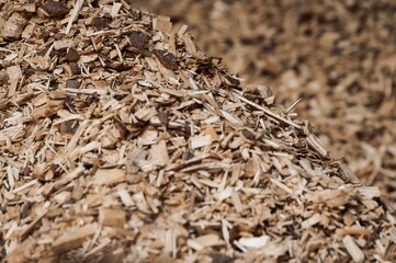 View of wood chips for boiling house fuel