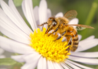 Bee