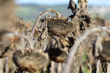 Drought and heatwave in France, in a dead sunflower field due to high heat.