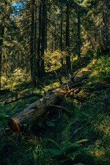 Vertical shot of a broken tree trunk in a forest in Ukraine, Ivano-Frankivsk region on a sunny day