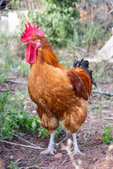 rooster and chickens
