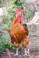 rooster and chickens