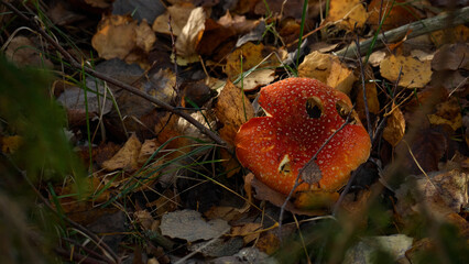 a mushroom among autumn leaves