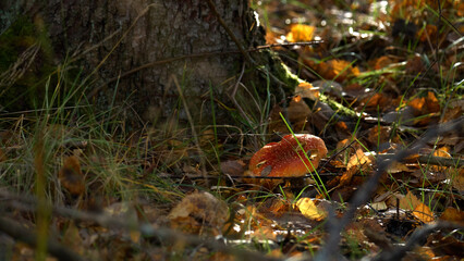 a mushroom among autumn leaves