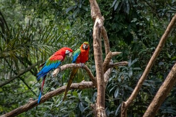 Ara macaw couple perched on a branch in the forest.